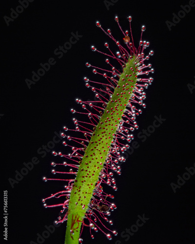 Planta carnívora drosera photo