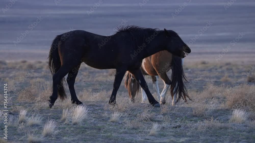 Wild horse showing its teeth while walking through the herd in the Utah desert at dusk. Wild horse showing its teeth while walking through the herd in the Utah desert at dusk.
