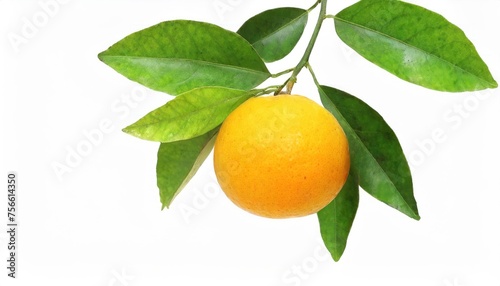  Fresh orange fruit hang on tree branch with green leaves isolated on white background.