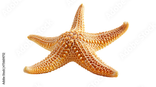 starfish on a transparent background