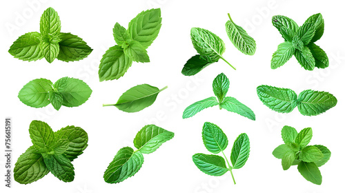 Set of fresh mint leaves on transparent background photo