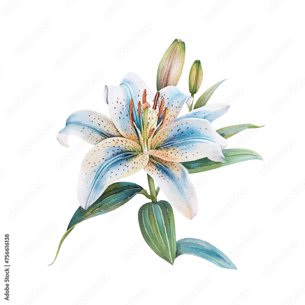 beautiful lily flower vector illustration in watercolour style