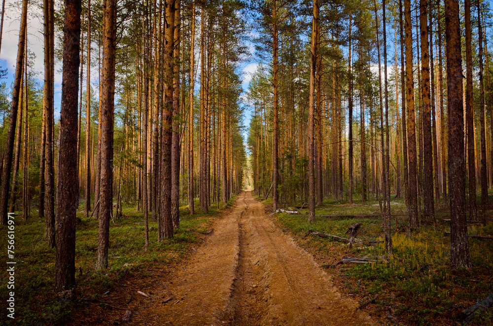 Fototapeta premium forest road pine forest summer trees