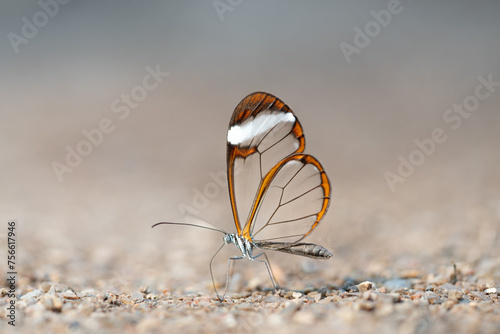 Glasswing Butterfly - Greta Oto photo