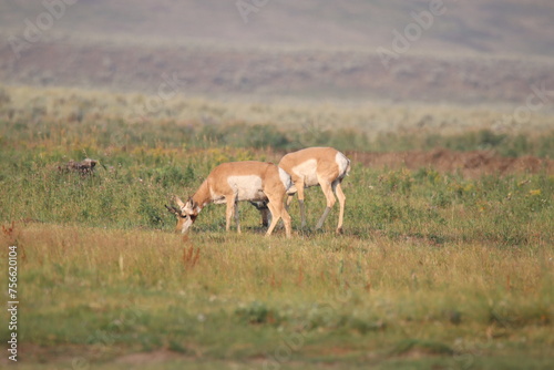 Two Grazing Pronghorns in Yellowstone.