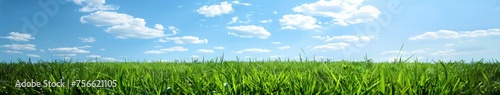 Grassy Field Under Blue Sky