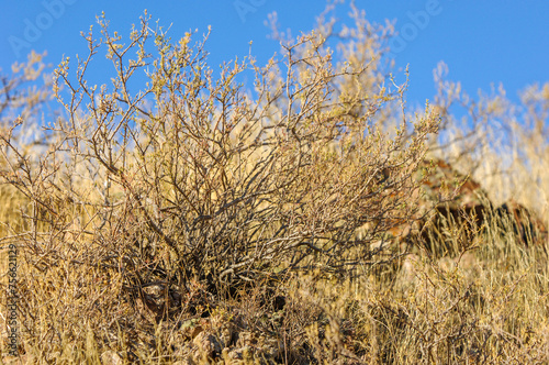 This bright dry thorny prairie bush, silhouetted against a clear blue sky, stands proudly on the Hill of Natural Beauty.