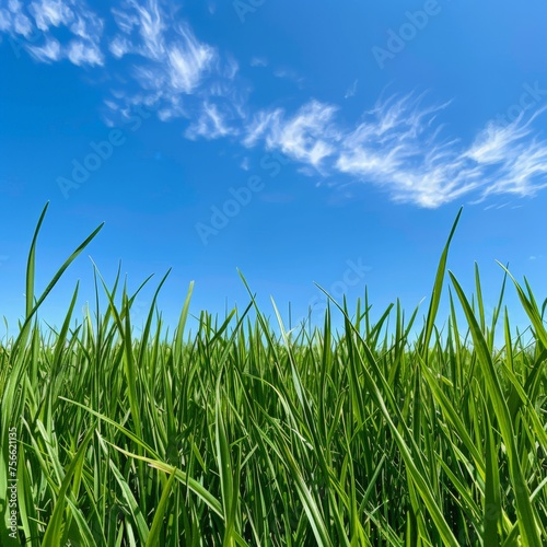 Green Grass Field Under Blue Sky