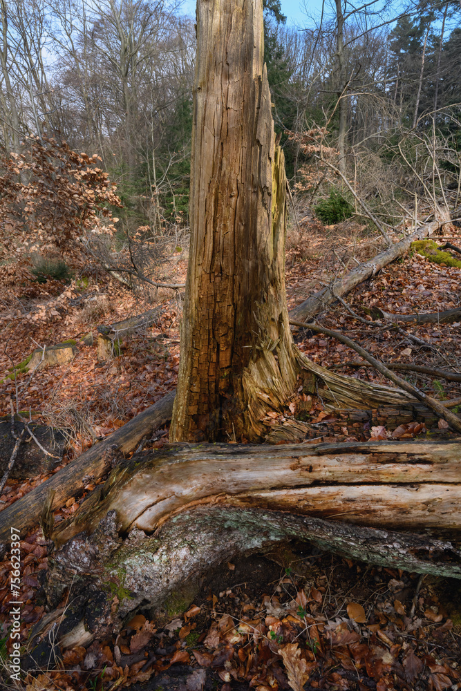 Fototapeta premium Wildromantische Stimmung im Wald