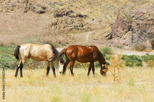 Experience the majestic beauty of horses grazing in the river delta. Admire the stunning backdrop of rocks in the steppe landscape. Immerse yourself in nature and tranquility with this breathtaking