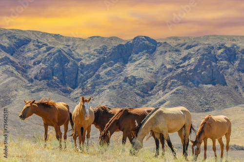 Horses graze peacefully in a natural setting. Beautiful landscape of a river delta on a rocky background. The steppe environment provides ample space for horses to move around.