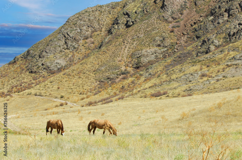 Beautiful scenery of horses grazing in the river delta. Peaceful setting of horses against the backdrop of rocks. The natural beauty of horses in their natural habitat in the steppe.