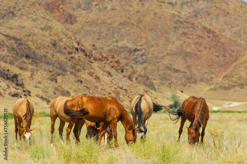 Horses graze peacefully in a natural setting. Beautiful landscape of a river delta with a rocky background. Steppe environment where horses roam and graze freely.