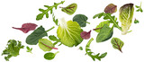 Salad leaves mix isolated on white background