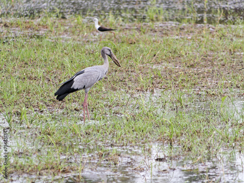 Fotografie Anastomus oscitans, Asian openbill stork,  feeding in a ricefield