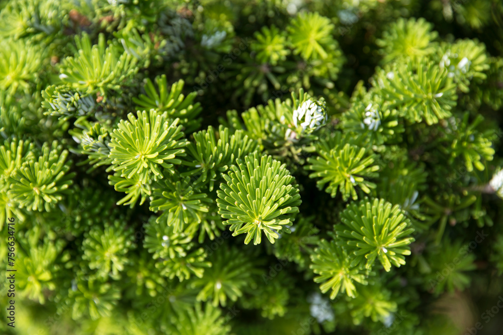 Close-up of the yew leaves Close-up of the yew leaves