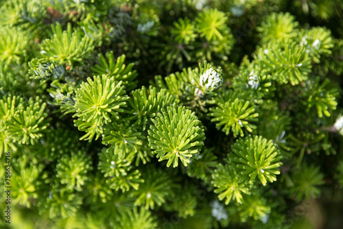 Close-up of the yew leaves