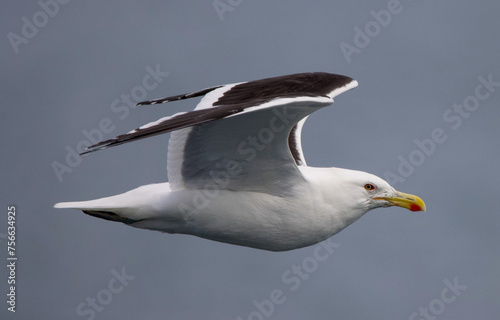 Kelp seagull in flight