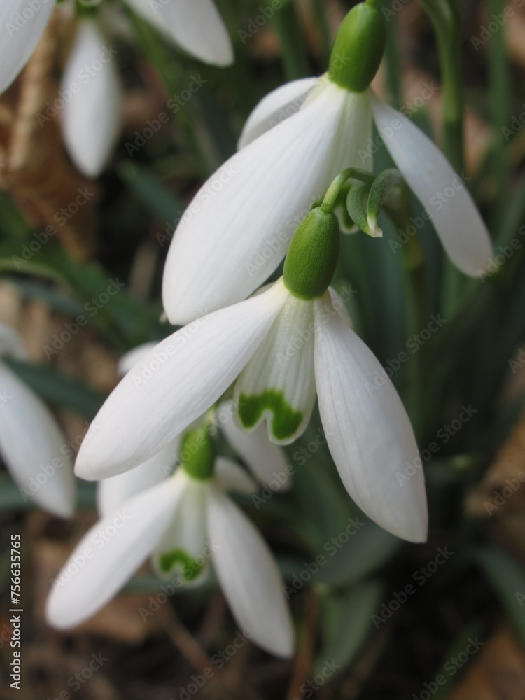 Zbliżenie na kwiaty rośliny z gatunku Galanthus Zbliżenie na kwiaty rośliny z gatunku Galanthus