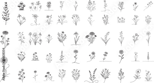 collection of wild field flowers and herbs, minimalist doodle line art, black vector graphic