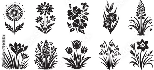 collection of various flowers, hibiscus, orchid, daisy, dandelion, heather, rose, crocus, black vector graphic photo