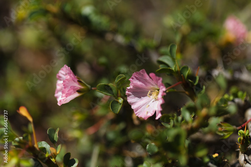 Flowering succulent Sarcocaulon burmannii, Bushman Candle, natural macro floral background photo