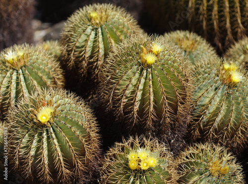Pale yellow flowers of Echinocactus grusonii, the golden barrel cactus, natural macro floral background
