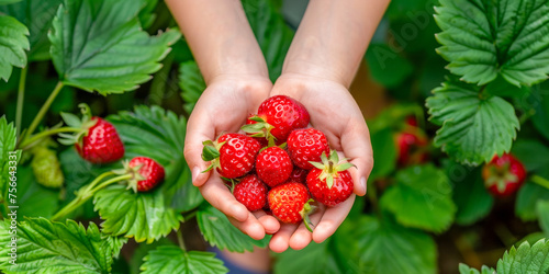Freshly Picked Strawberries in Hands Amidst Lush Greenery