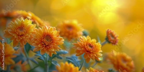 Orange chrysanthemums  showcasing their intricate petals in a serene close-up