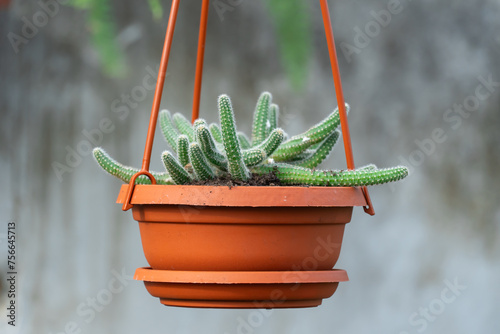 Young shoots rat tail cactus hang in flowerpot in nursery-garden. Aporocactus flagelliformis or disocactus flagelliformis in hanging pot in glasshouse. Green seedling family cactaceae in greenhouse. photo