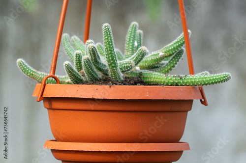 Young shoots rat tail cactus hang in flowerpot in nursery-garden. Aporocactus flagelliformis or disocactus flagelliformis in hanging pot in glasshouse. Green seedling family cactaceae in greenhouse.