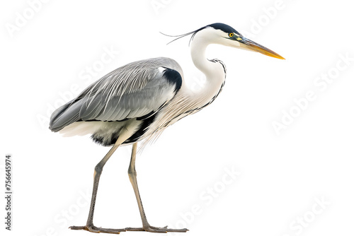Gray Heron, birds of Montenegro isolated on a transparent background