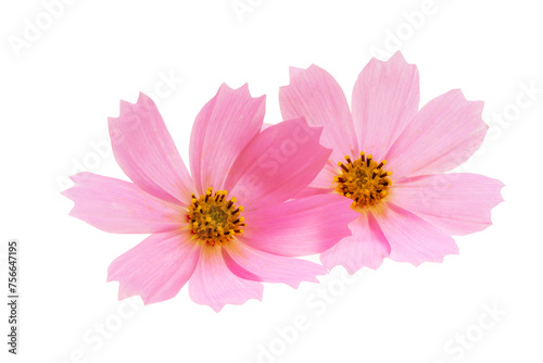 cosmos flower isolated