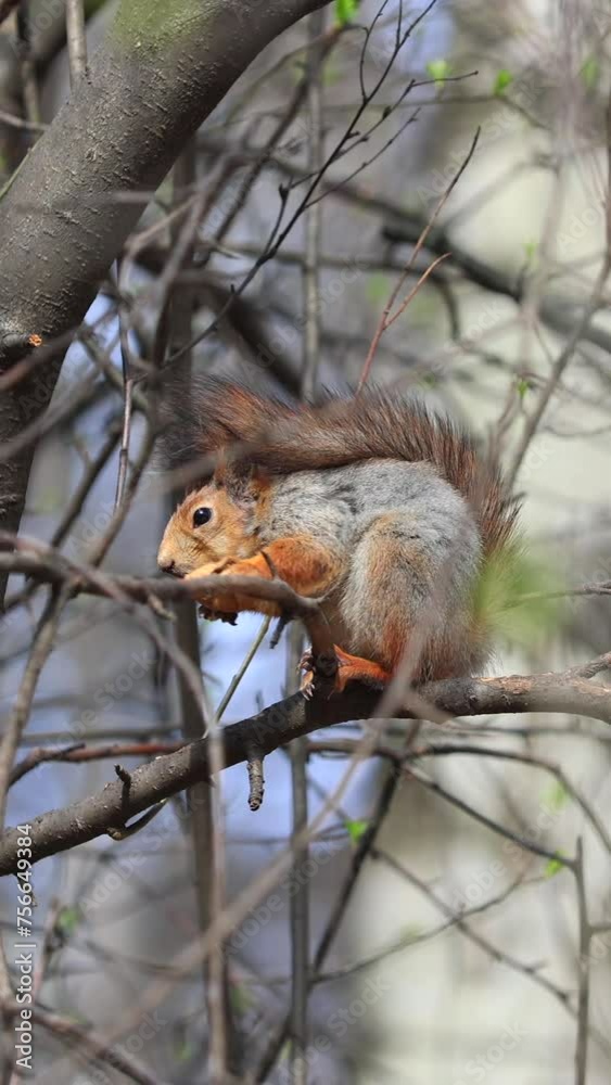 A Squirrel Nibbles A Walnut While Sitting On A Tree Branch In An Early Spring Forest On A Sunny Day. Vertical. A Squirrel Nibbles A Walnut While Sitting On A Tree Branch In An Early Spring Forest On A Sunny Day. Vertical.