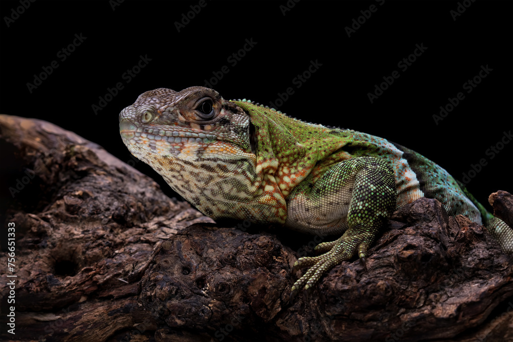 Obraz premium Ctenosaura similis lizard closeup on wood, beautiful lizard skin, animals closeup