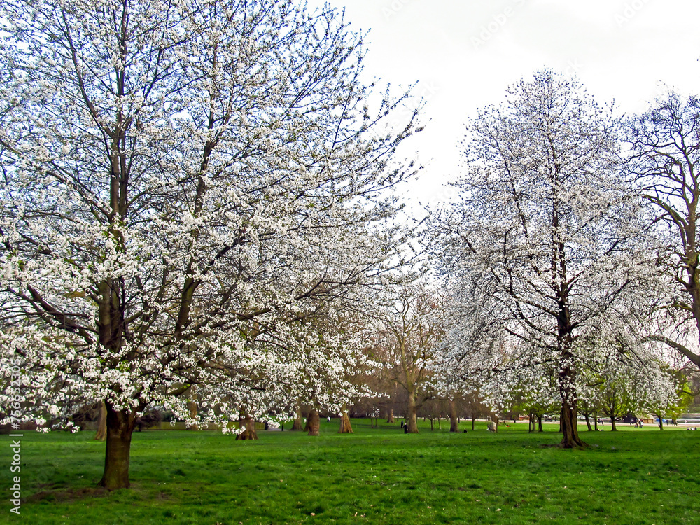 Sweet cherry trees, Prunus Avium, covered in delicate white blossoms in early spring in the United Kingdom.