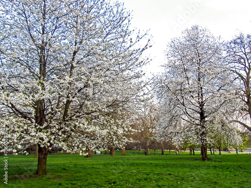 Sweet cherry trees, Prunus Avium, covered in delicate white blossoms in early spring in the United Kingdom.