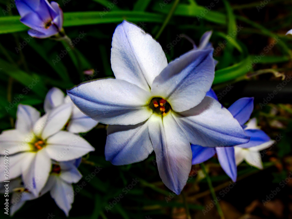 The blue colored flowers, of the Wisley Blue Hybrid of a Spring starflower, Ipheion Uniflorum The blue colored flowers, of the Wisley Blue Hybrid of a Spring starflower, Ipheion Uniflorum