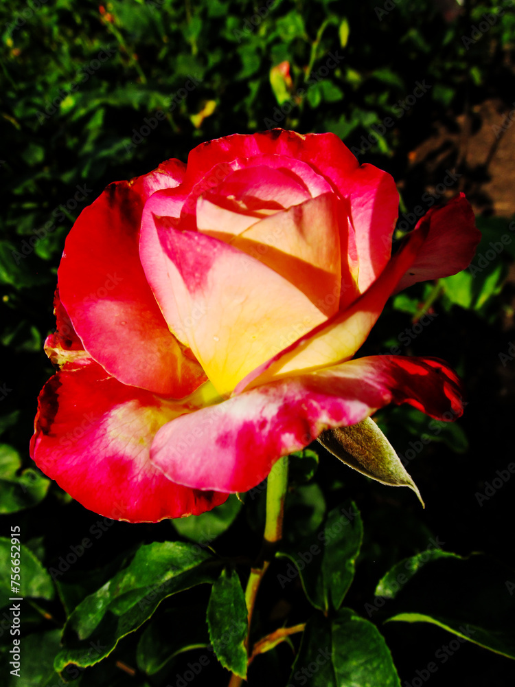 A double pink and yellow rose variety.