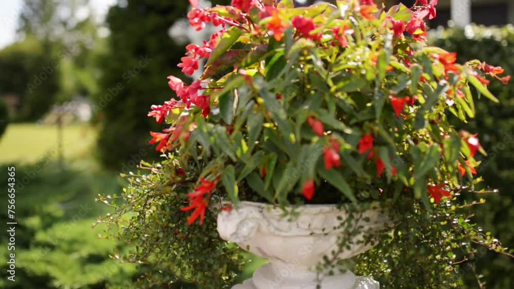 Begonia in family Begoniaceae Begonia in family Begoniaceae