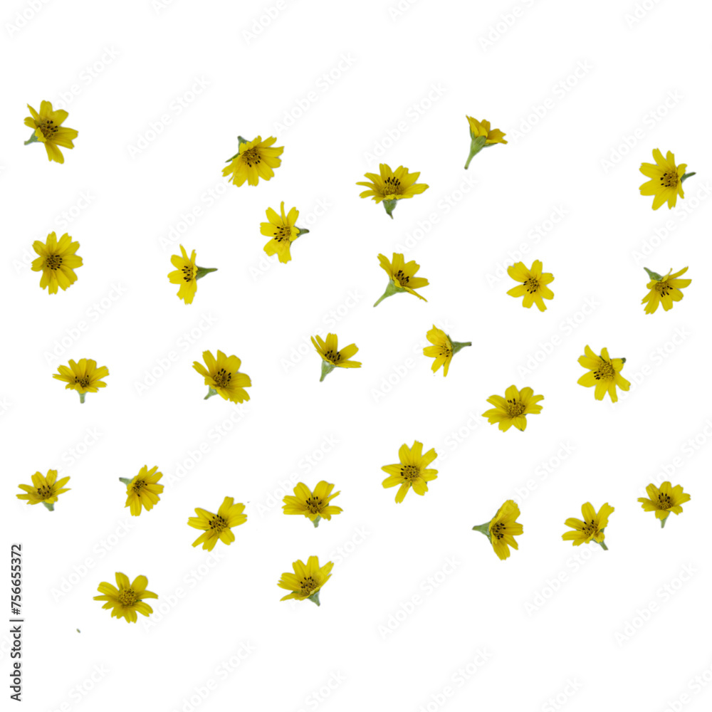 Set of yellow flowers isolated on white