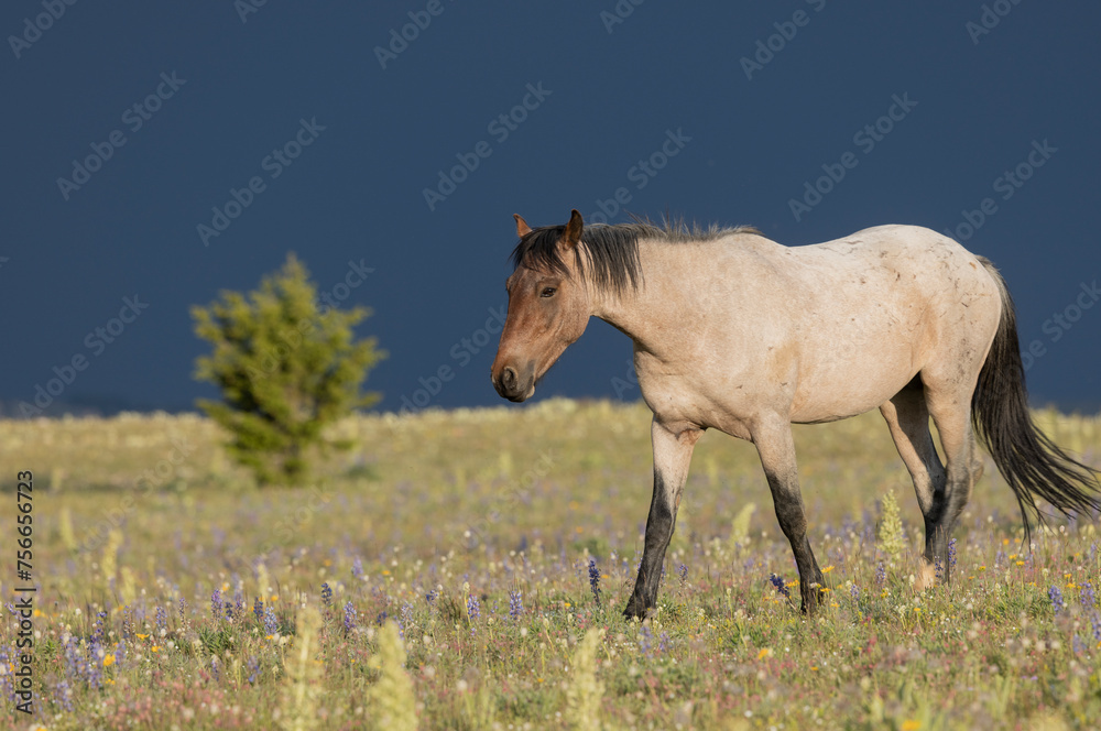 Wild Horse in Summer in the Pryor Mountains Montana Wild Horse in Summer in the Pryor Mountains Montana