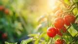 Red ripe tomatoes on a stem. Sunny outdoor background with copy space.