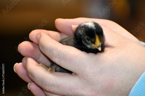 baby chick in hands