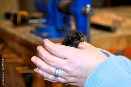 holding a baby chick