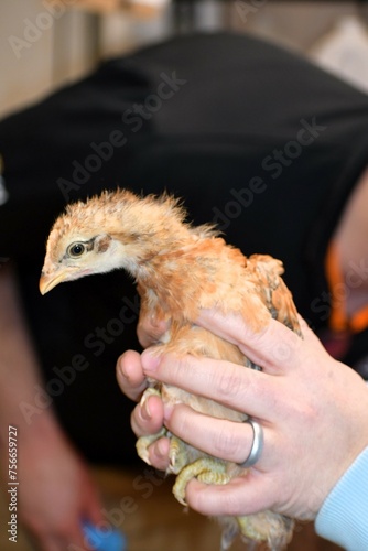 chicken in hands