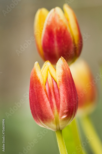 red yellow tulip © Grzegorz