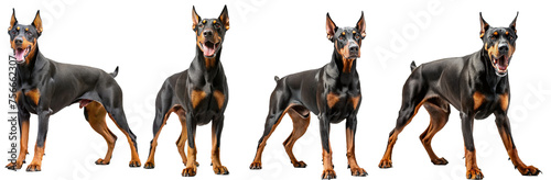 set doberman dog with some facial expressions