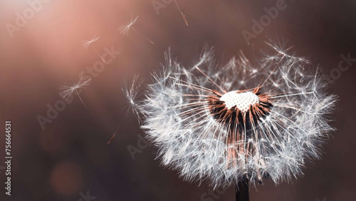 dandelion seed head