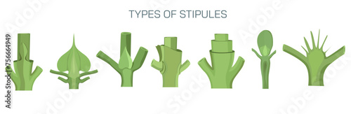 stipule arrangement vector. Types of stipules in leaf. Botany and its branches students study material. Anatomy and cross section image. realistic Illustrated guide to stipule types. photo